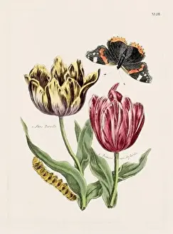 Romantic Activity Prints: Flower illustration. Antique botanical flower artwork in full bloom