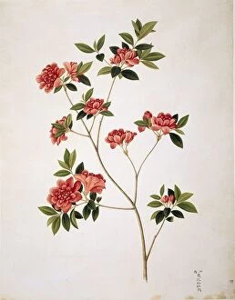 Natural History Collection: Flower Illustration from the Reeves Collection
