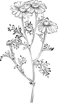 Chamomile Prints: Flower illustration in retro hand drawn style. Chamomile botanical sketch
