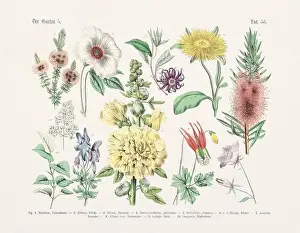 Vegetable Garden Prints: Flower Ilustration. Vintage Botanical Floral Chart
