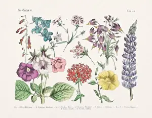 Vegetable Garden Prints: Flower Ilustration. Vintage Botanical Floral Chart