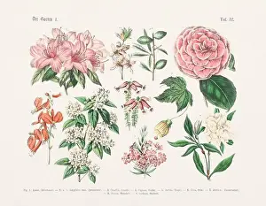 Vegetable Garden Prints: Flower Ilustration. Vintage Botanical Floral Chart