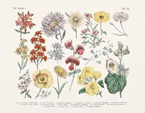 Flower Ilustration. Vintage Botanical Floral Chart