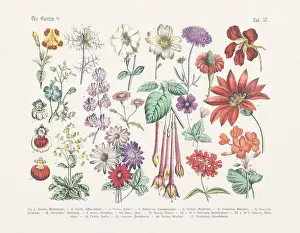 Vegetable Garden Prints: Flower Ilustration. Vintage Botanical Floral Chart