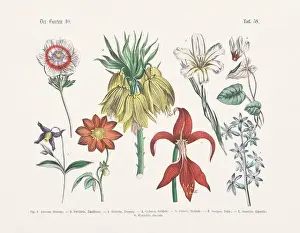 Vegetable Garden Prints: Flower Ilustration. Vintage Botanical Floral Chart
