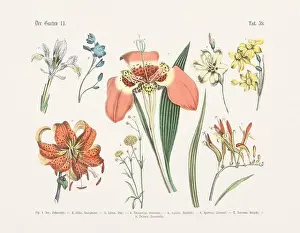 Vegetable Garden Prints: Flower Ilustration. Vintage Botanical Floral Chart