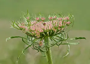 Ronda Prints: Flower umbel of Wild Carot (daucus carota) with a black contrasting flower in the centre