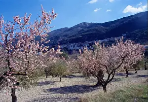 Alicante Prints: Flowered almond trees. Agres, Alicante province, Comunidad Valenciana, Spain