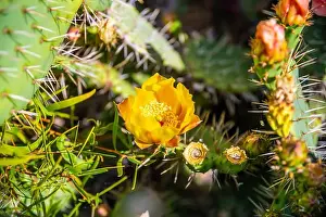 Spiny Prints: A flowering cactus in Laguna Beach, California