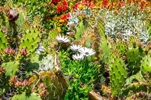 Spiny Prints: A flowering cactus in Laguna Beach, California