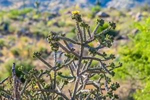 Spiny Prints: A flowering cactus in Tucson, Arizona