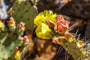 Spiny Prints: A flowering cactus in Tucson, Arizona