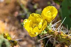 Spiny Prints: A flowering cactus in Tucson, Arizona