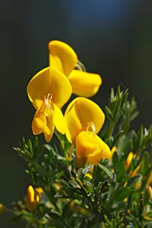 Breeds Prints: Flowering Common Broom (Cytisus scoparius, Genista scoparia), poisonous plant