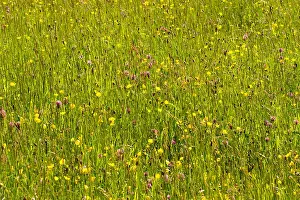 Grasses Prints: Flowering hay meadow on an Organic Farm
