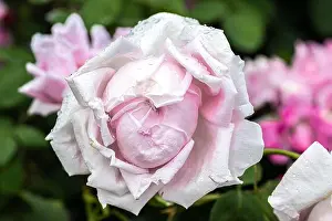 Scent Prints: Flowering ‘MME. Caroline Testout' Heirloom Rose