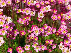 Ground Cover Prints: Flowering Mossy Saxifrage in close-up