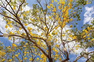Native Species Prints: A flowering narra tree with its fragrant and vibrant yellow blossoms in full bloom at Gaston Park