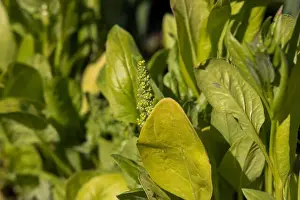 Vegetable Garden Prints: Flowering Overripe Spinach (Spinacia oleracea) Plant in Garden