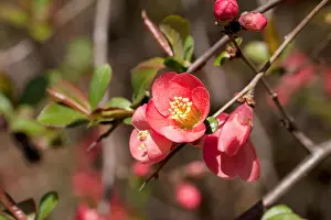 Quince Prints: Flowering Quince (Chaenomeles speciosa) native to China