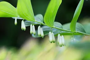 Extreme Prints: Flowering Solomon's seal (Polygonatum odoratum) in the garden