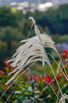 Reeds Prints: Flowering white reed plant. Photographed in Osaka Japan in October