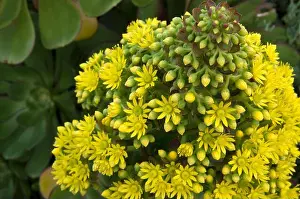 Bay Area Prints: The flowers on this Aeonium Arboreum succulent in San Francisco