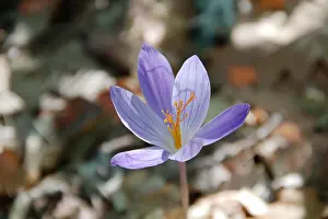 Variegated Prints: Flowers of autumn crocus (Lat. Colchicum autumnale)