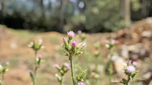 Violet Prints: Flowers of Carduus pycnocephalus also known as Italian, plumeless and Plymouth thistle