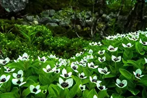Forest Edge Prints: Flowers of the Dwarf cornel