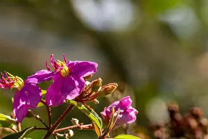 Color Garden Prints: Flowers and fruit of Indian rhododendron plant