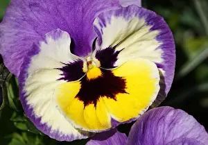 Smell Prints: Flowers Pansies planted in the parks of the city of Kiev