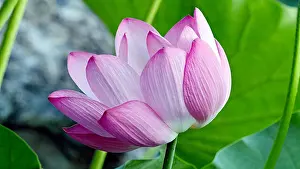 Petals Prints: Flowers. Plant. Color. Nature. Summer. Leaves. Lotus. Lotus. Garden. Bloom. Pond. Flowers