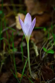 Canis Prints: Flowers of the plant Erythronium sibiricum