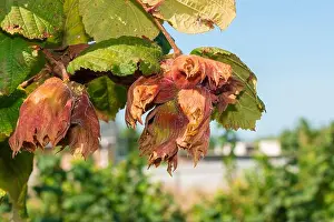 Hazelnut Prints: flowers and ripe nuts of hazelnuts on bushes with green and red leaves close-up macro