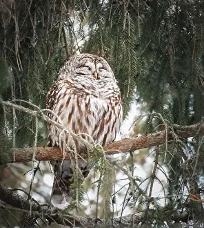 Kingston Prints: Fluffy barred owl sleeping in the branches of evergreen tree