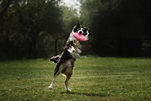 Reach Prints: Fluffy border collie of black and white color jumps high and catches special flying plastic disk with mouth