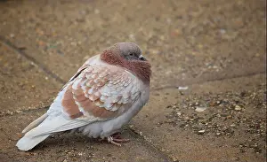 Leading Lines Prints: A fluffy brown and white coloured Feral Pigeon stands braced against the cold of winter at the conjunction of four