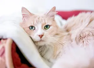 Awake Prints: A fluffy cat lying down in a comfortable pet bed and looking at the camera