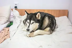 Canino Prints: A fluffy husky, with piercing blue eyes