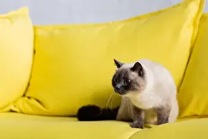 Amazed Prints: fluffy had looking away on yellow sofa in living room