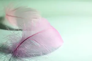Airy Prints: Fluffy pink feathers on light turquoise background, closeup