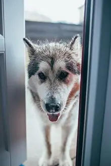 Looking Up Prints: The fluffy shaggy dog Alaskan Malamute got wet in the rain