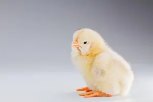 Hatch Prints: fluffy white chicken on a white background