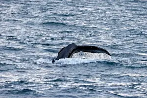 Droplets Prints: The fluke of a humpback whale, Megaptera novaeangliae