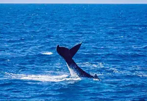 Whale Watching Prints: the fluked tail of a Humpback Whale (Megaptera novaeangliae)