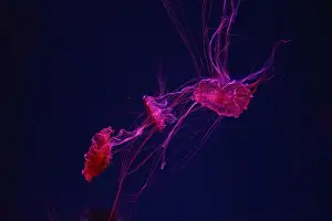 Chrysaora Pacifica Prints: Three fluorescent jellyfish swimming underwater aquarium pool with neon light