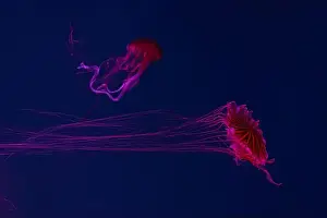 Chrysaora Pacifica Prints: Two fluorescent jellyfish swimming underwater aquarium pool with neon light