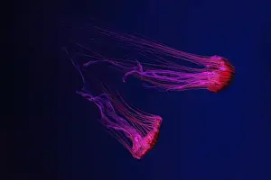 Chrysaora Pacifica Prints: Two fluorescent jellyfish swimming underwater aquarium pool with neon light