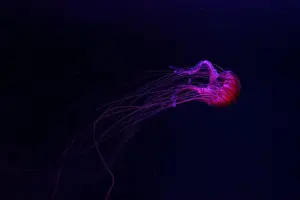 Chrysaora Pacifica Prints: Fluorescent jellyfish swimming underwater aquarium pool with red neon light